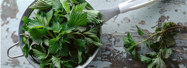 Den nringsrika Brnnsslan