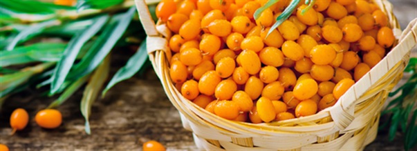 Varfr r havtorn nyttigt?