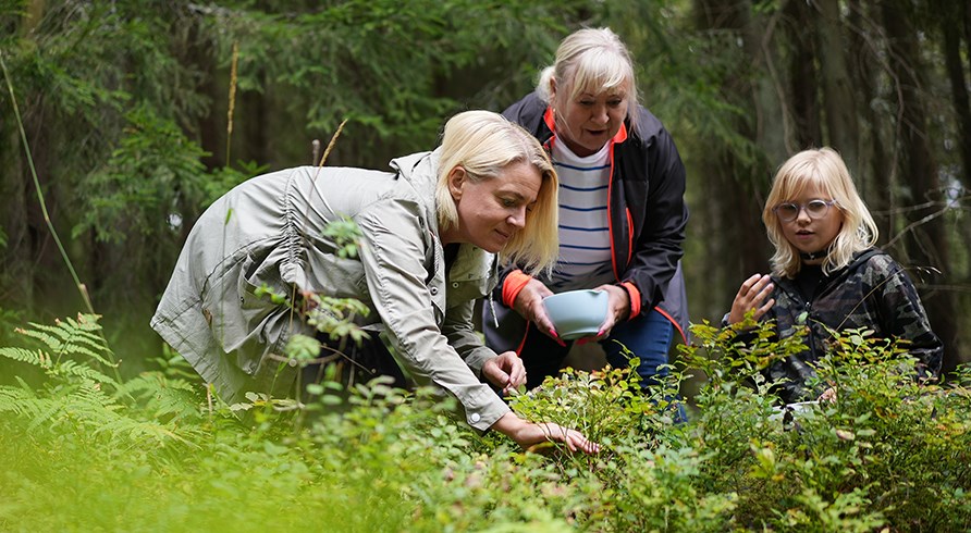 Personer i olika ldrar som plockar br i skogen utan problem.