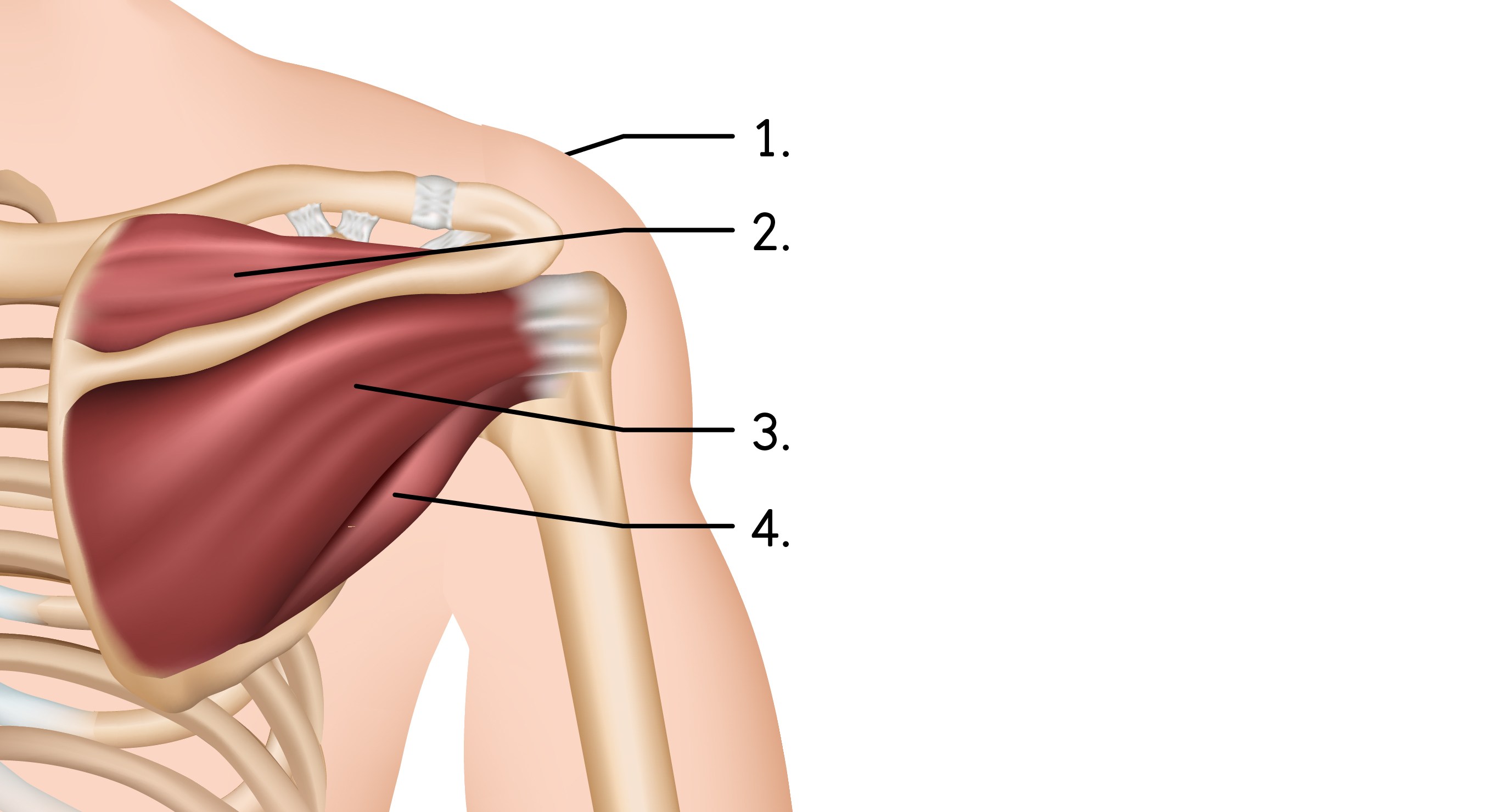 Illustration av subscapularis, supraspinatus, infraspinatus, teres minor.