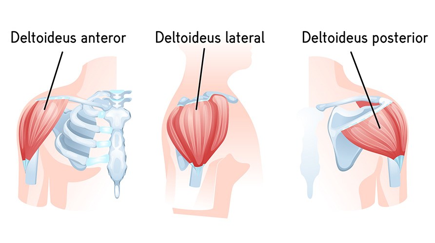 Bild p deltoideus anterior, deltoideus lateral, deltoideus posterios.