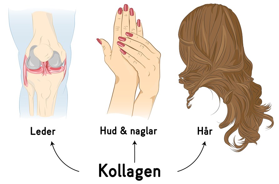 Kollagen ger näring till hud, hår, naglar och leder.