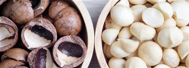 Allt om macadamianten