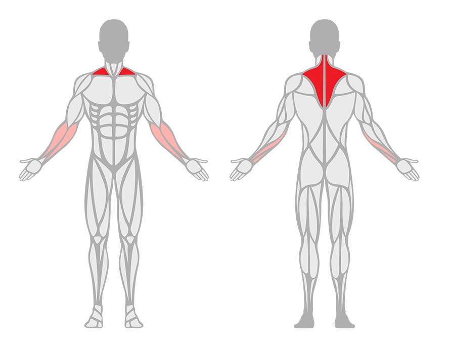 Illustrations om visar vilka muskler som aktiveras under en shrug.