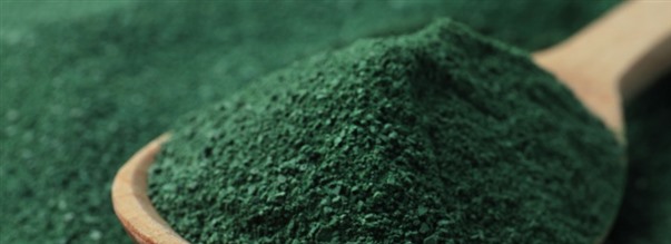 Allt du behver veta om alger