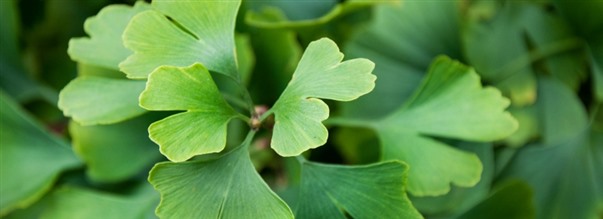 Det hr r: Ginkgo biloba