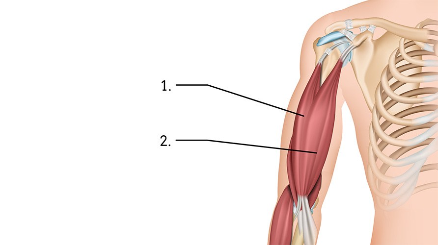 Illustration p� biceps brachialis.