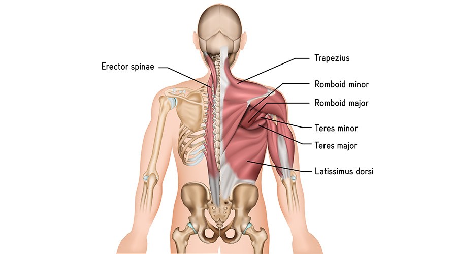 Illustration p ryggmusklerna erector spinae, trapezius, romboid minor och major, teres minor och major, latissimus dorsi.